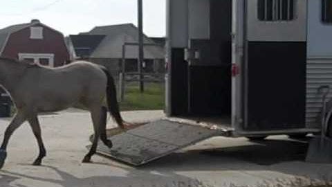 Shimmer learns to trailer load using clicker training