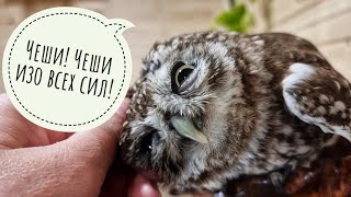 Owl Luchik came to scratch. Cute little owl