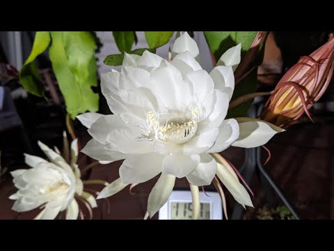 Queen Of The Night Blooming Time Lapse