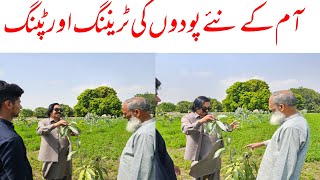  Mango STS Management, Training &amp; Tipping at 6 Months | Asif Hayat Tipu