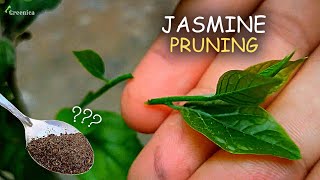 How To PRUNE Jasmine Plant? (4-STEPS) - YouTube