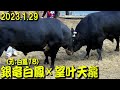 銀竜白鳳(元：白鳳18)ｘ望叶天龍 2023.1.29　【沖縄闘牛】