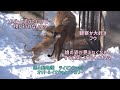 旭山動物園　オリトになかなか近づけないフウ　三姉妹を見守るイオママ　　観察が大好きなフウ　オリト＆イオちゃんファミリー　ライオンファミリー