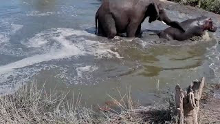 Elephant Kicks Hippo Out Of Its Pool