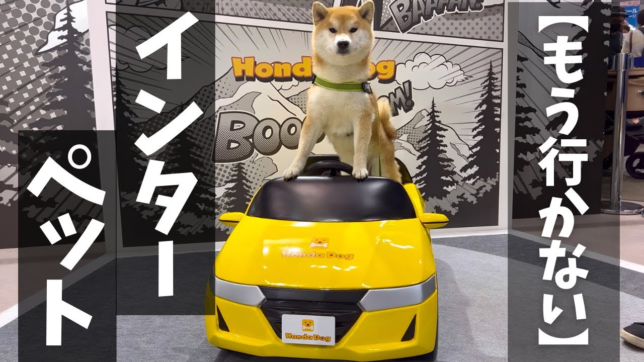 I joined Interpet because I wanted my dog ​​to be happy, and here