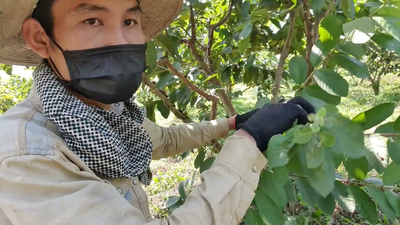 Làm giàu từ cây ổi lê Đài Loan,Tại sao nhiều người đã thất bại -KHOA ĐINH Vlog