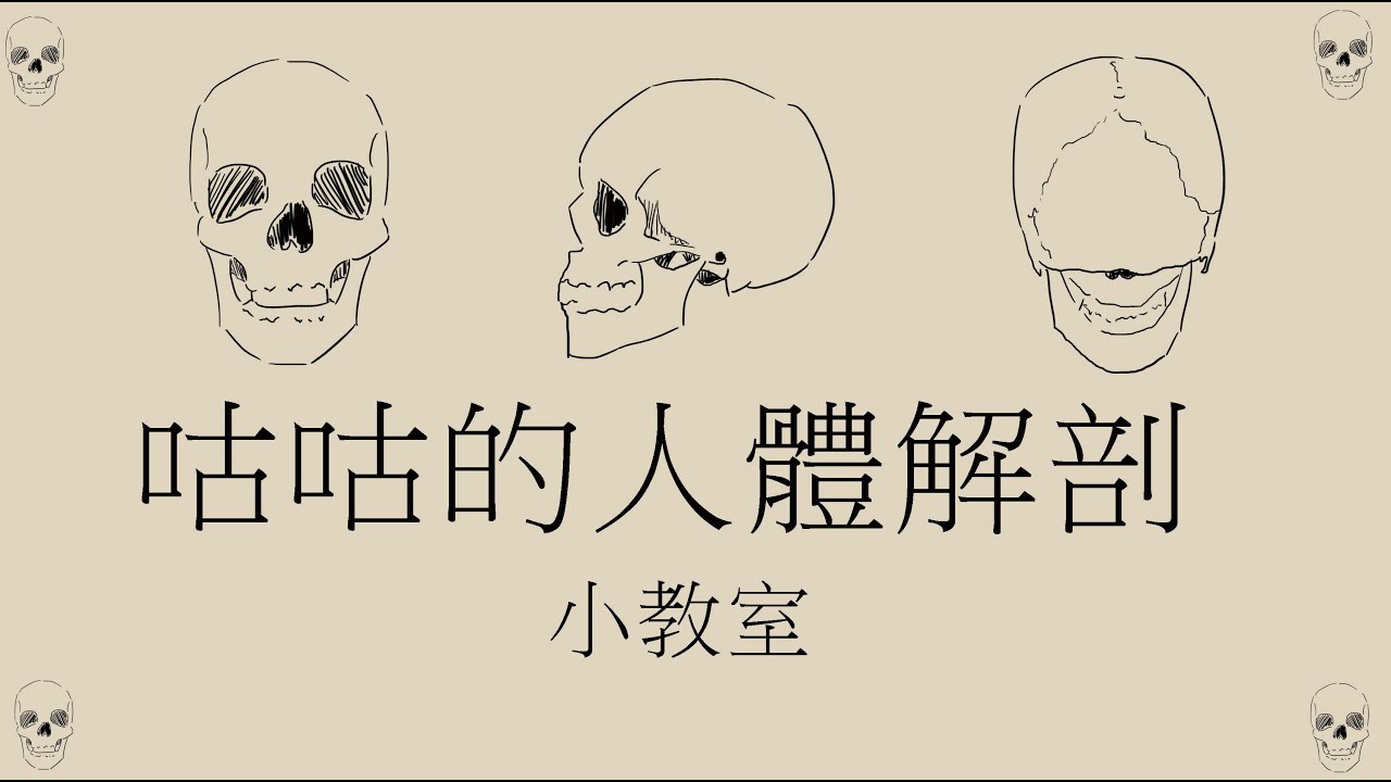 【人體解剖 】 基礎人頭講解 01 #人體解剖 - YouTube