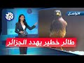 طائر خطير يثير الرعب في الجزائر ما هو تواصل 