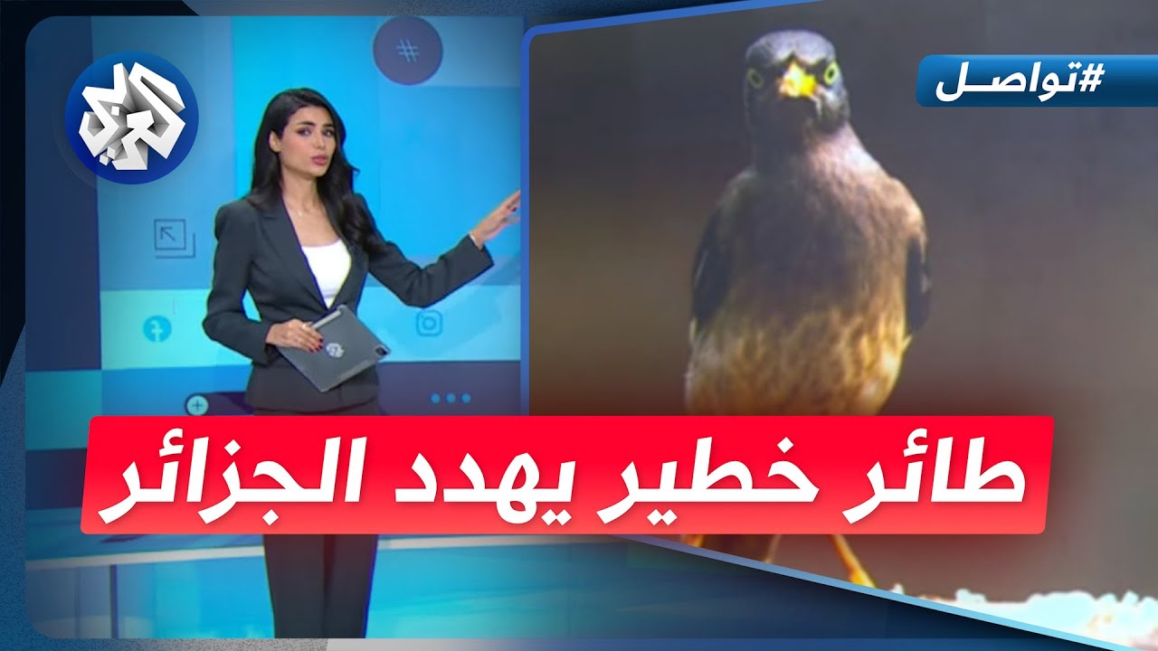 طائر خطير يثير الرعب في الجزائر.. ما هو؟ │ تواصل