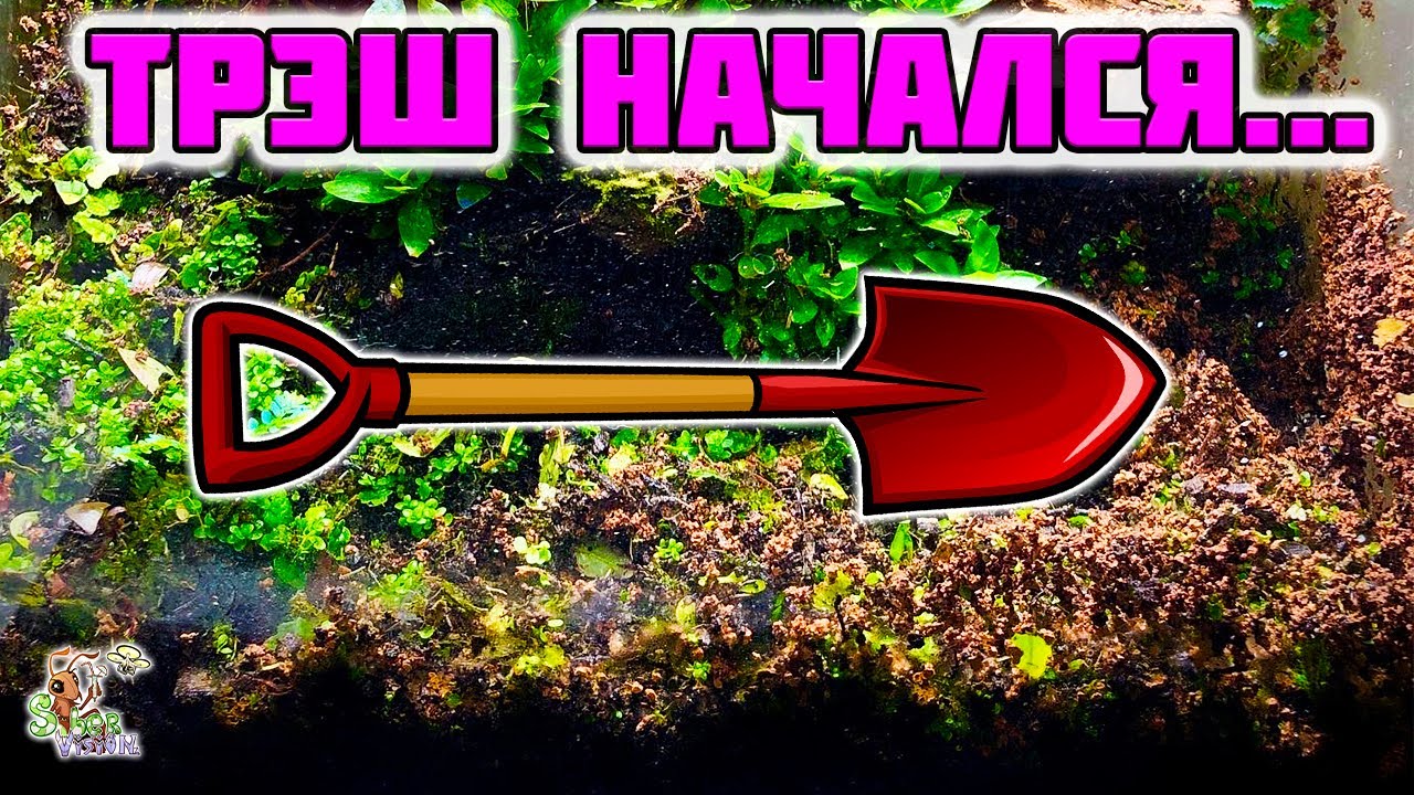 Трэш начался ● Природный формикарий ● Odontomachus bauri