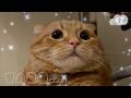 【たろちゃん#４７】キュルキュルお目目【猫】