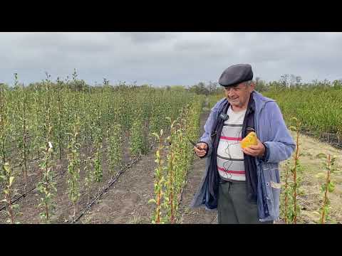 Обзор осеннего сорта