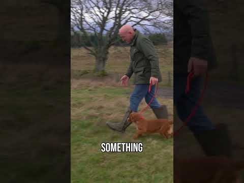 Don T Overly Pressurise Your Dog 