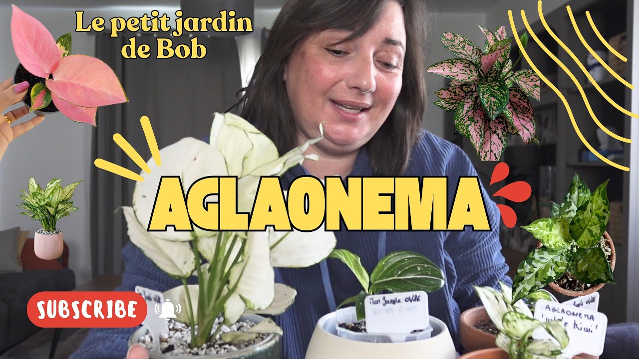L’Aglaonema : la plante d’intérieur idéale (belle et facile à vivre) | LE PETIT JARDIN DE BOB