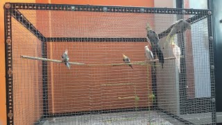 Want to build your own free flight birds cage