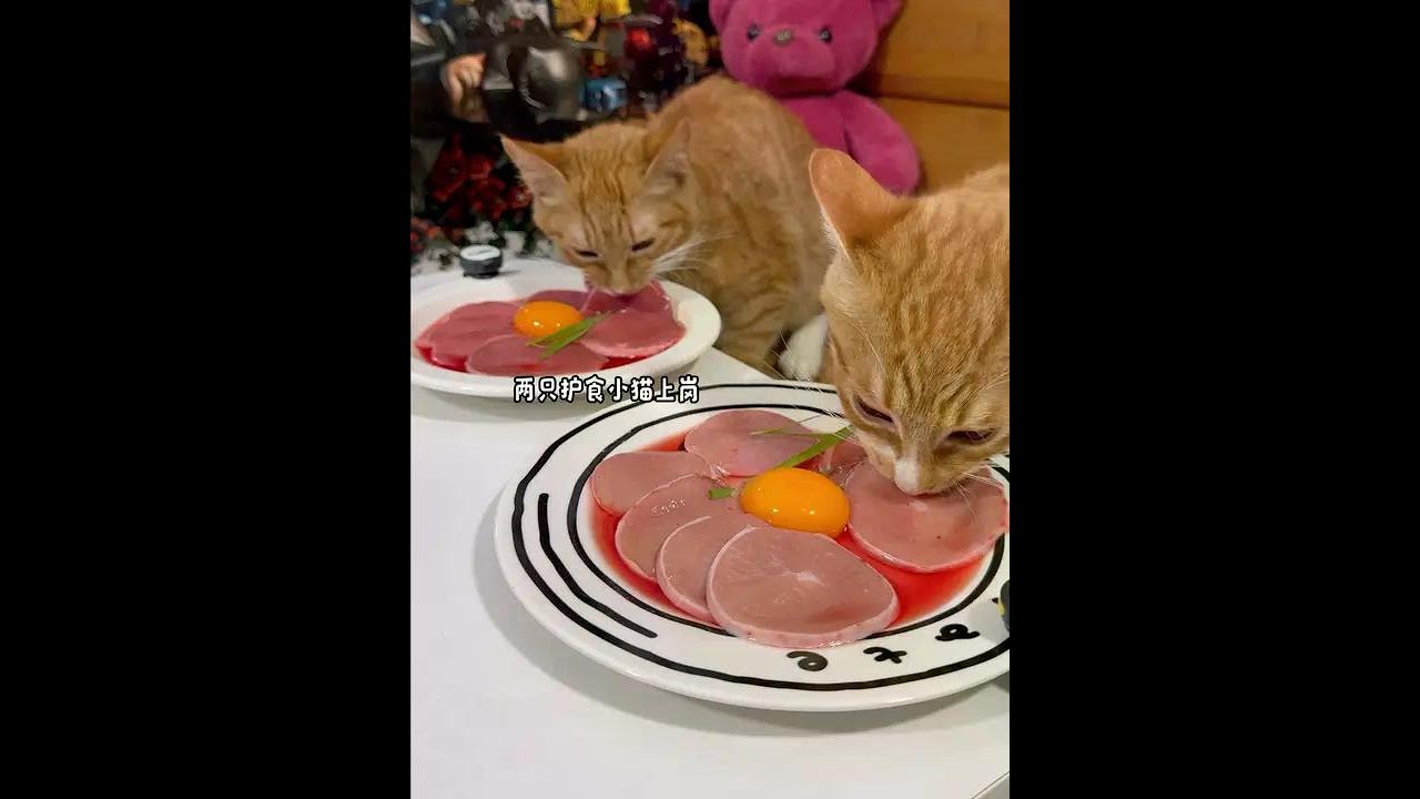 Big meat slices # The cat is most active during meals # Foodie cat # Video of a cat eating # Cat wh