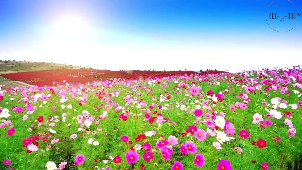 Beautiful Flowers ~ Planet Earth Amazing Nature Scenery | RELX