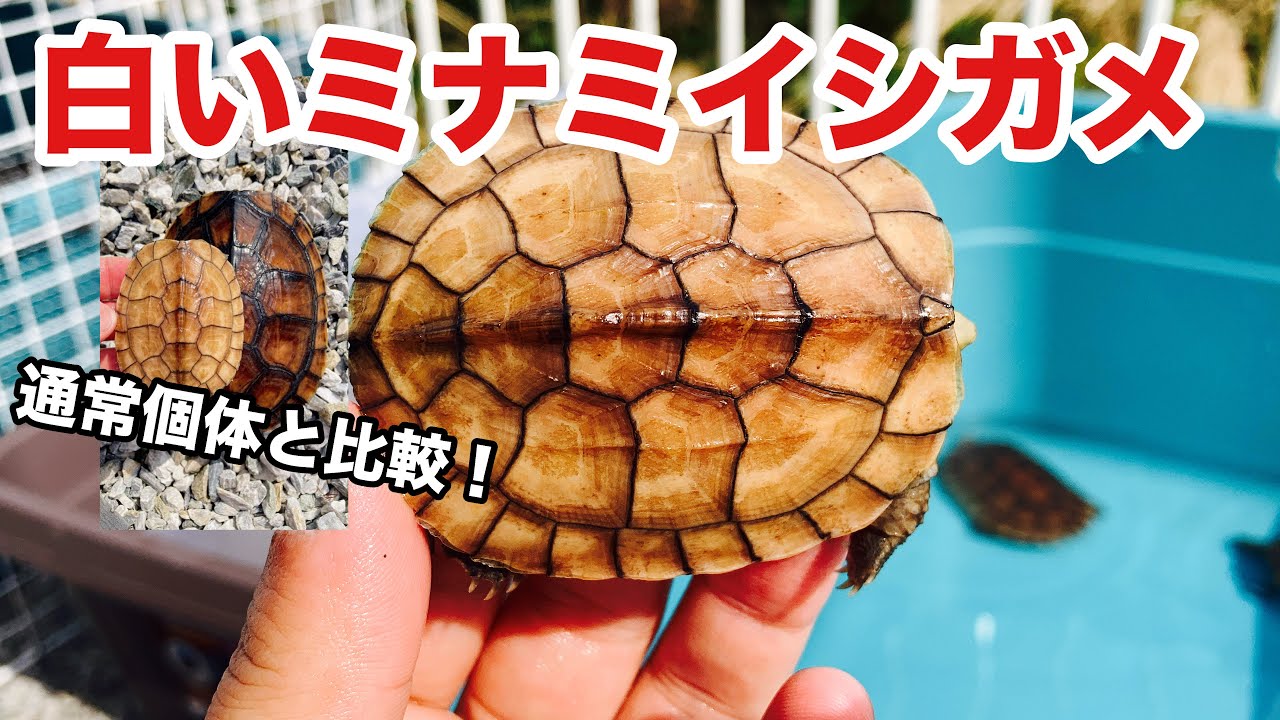 かめ様 Rare!? What is the true identity of the pale-colored Japanese pond