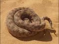 Gato de areia vs cobra do deserto