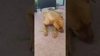 Ginger Eating String Beans