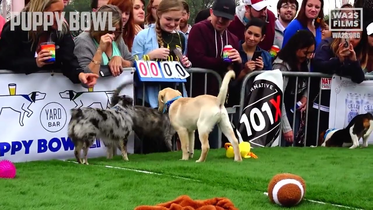 Puppy Bowl 2024: Where To Stream Online Free, Start Time ...