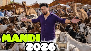 Mandhi Review 2026 || Eid Ul Adha 2026 ||  Public Recation || Road Show | Ft. Hamza Wasim