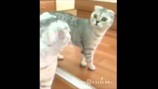 Dramatic cat and a mirror by Johnny84_ 810,379 views 9 years ago 16 seconds