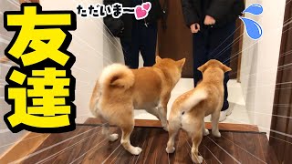 娘の友達と初対面の子犬、再会の姉柴犬…大興奮の柴犬姉妹にタジタジな友達が可愛い