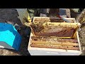 часть пчел выжила в погибшей пчелосемье