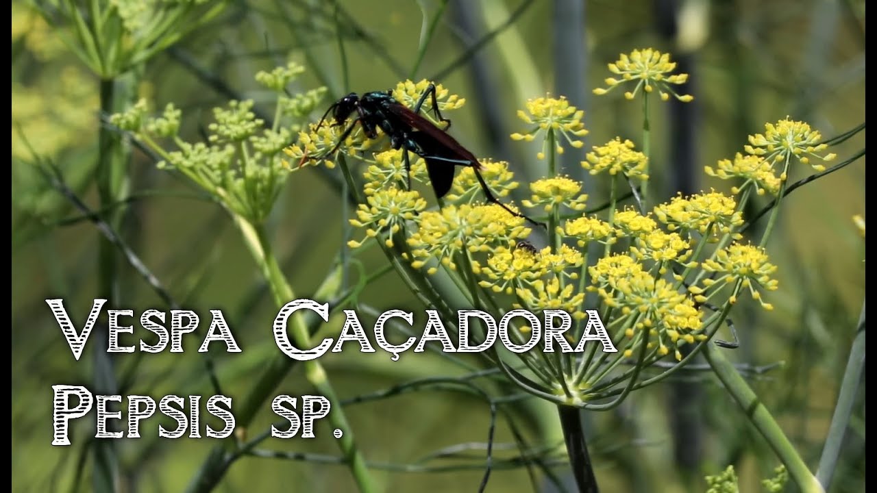 Colecionador de Sacis - A maior vespa brasileira é a Mata Cavalo ou Cavalo-do-cão  (Pepsis sp). Outro nome que recebe é Marimbondo caçador. Na cultura  popular, por vezes é vista como um