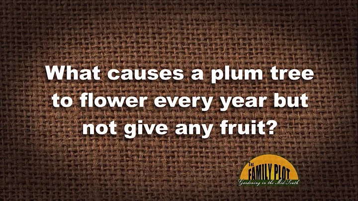 Q&A - What causes a plum tree to flower but not give fruit? - DayDayNews