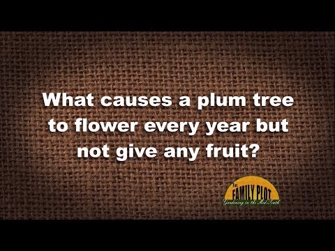 Video: Plum Tree Problemer: Hva å gjøre når et plommetre ikke klarer å bære frukt