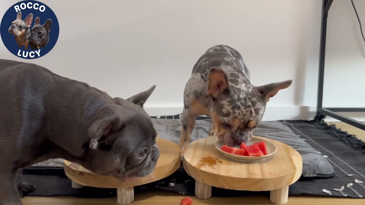 Watermelon Tasting with My #frenchbulldogs  🍉☀️🐶