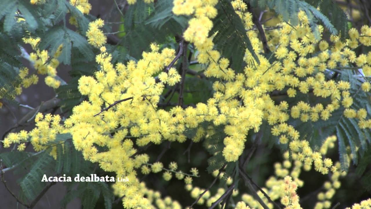 Acacia dealbata