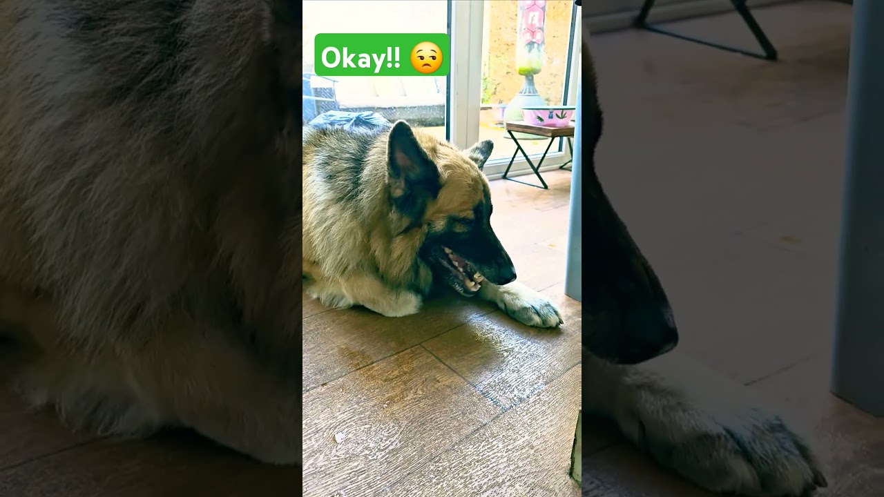 Mom made me take my 💊 I ate it, but I'm not happy about it. Judging her with every chew #max #gsd