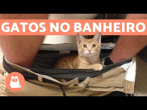 Vídeo: Por que no mundo os gatos bebem de banheiros?