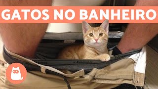 Por que seu gato te segue até ao banheiro?