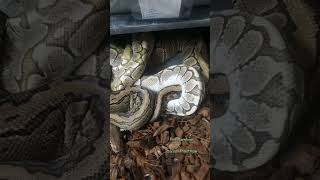Comment below who you think will win this Battle Bamboo or Pinstripe?? #ballpythons #animals #2024