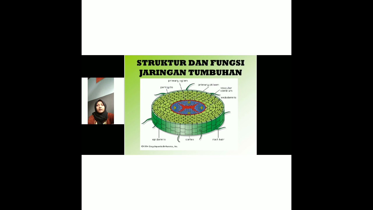 pts materi  struktur  dan fungsi jaringan tumbuhan  YouTube