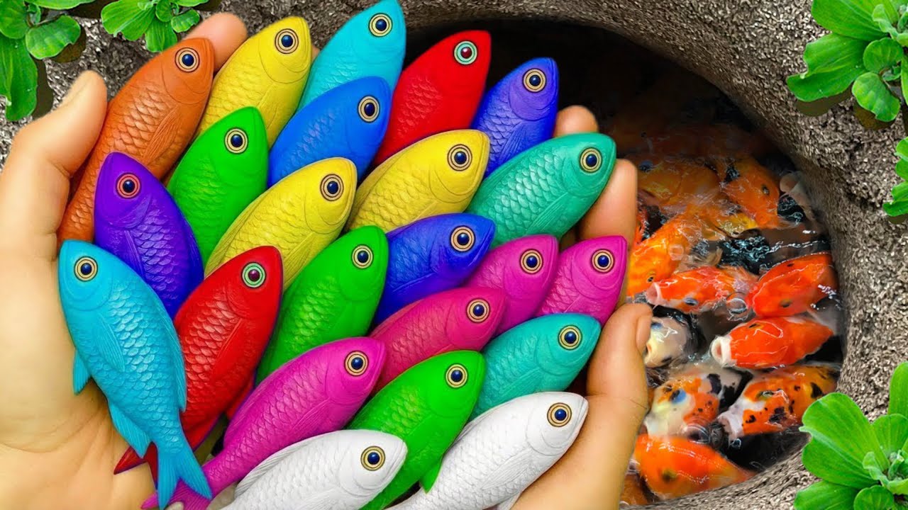 В небольшом пруду можно поймать красивых аквариумных рыбок: маленьких черепашек, угрей, карандашн...