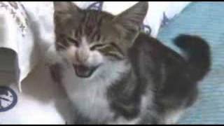 Misscat First Miyuw