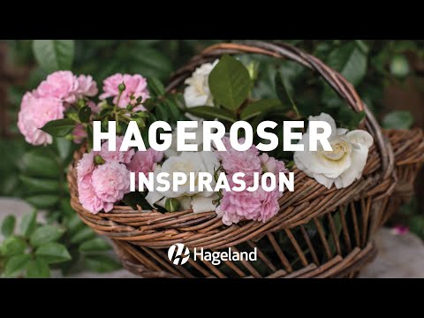 Video: Velge hardføre sukkulentplanter - sukkulenter for hager i sone 5