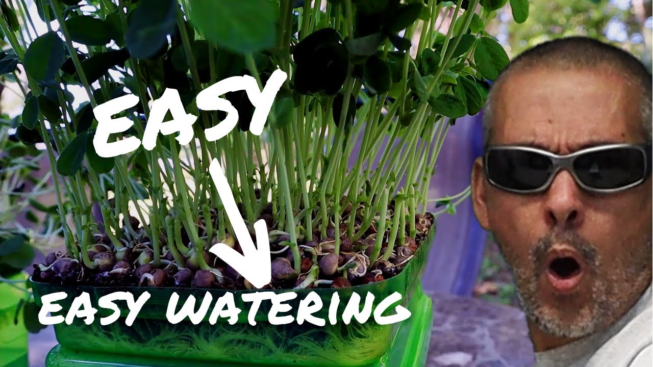 How to Grow Pea Shoots / How to Grow Sunflower Shoots / Easy DIY