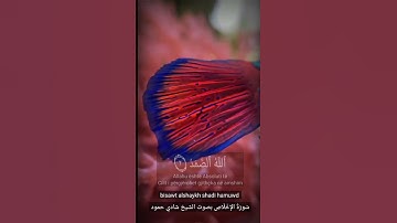 سورة الأخلاص بصوت الشيخ شادي حمود