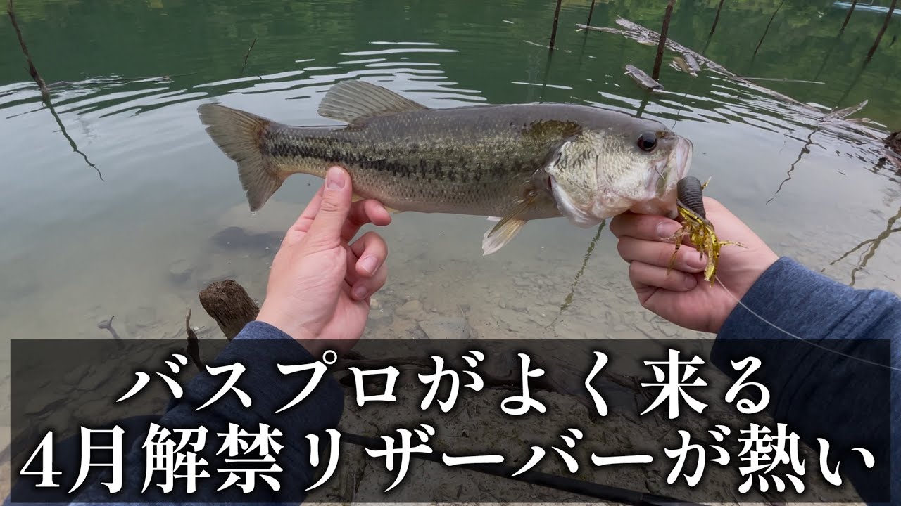 バスプロがよく来る解禁したダムでバス釣り