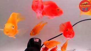 Wet pets Aquarium fish store Mysore 