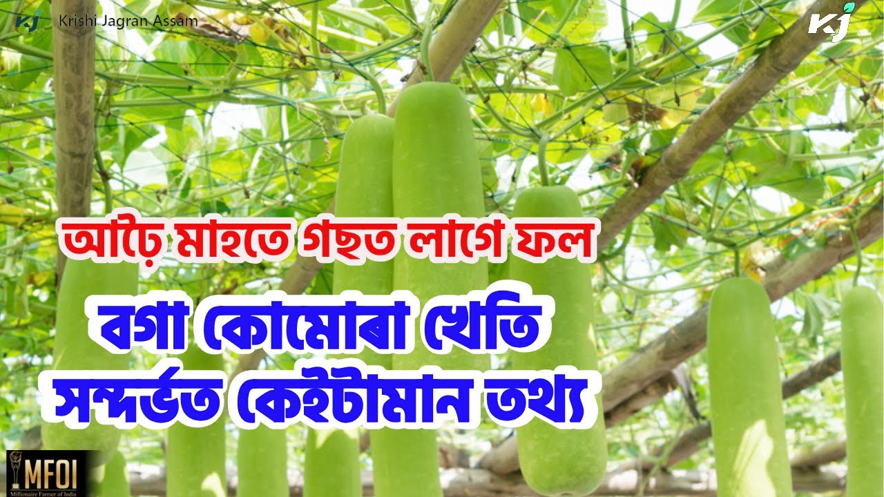 বগা কোমোৰা খেতি সন্দৰ্ভত কেইটামান তথ্য। Some information on White Ash Gourd Farming। Krishi Jagran