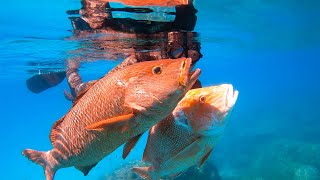 Spearfishing GIANTS | Red Emperor & Mangrove Jack On The Great Barrier Reef