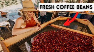 Discovering How World’s Best Coffee is Made (in Mexico)