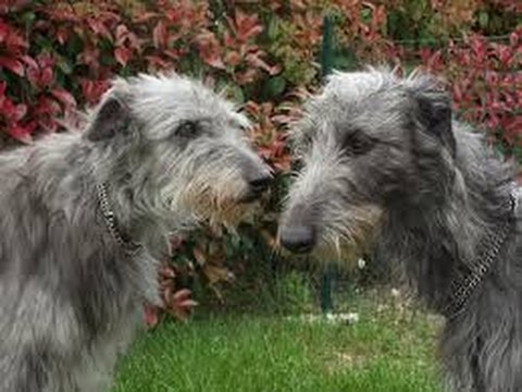 Video: Deerhound escocés